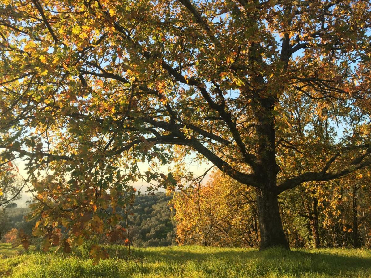 Agriturismo Podere Rondinaio ลัมปอเรคคิโอ ภายนอก รูปภาพ