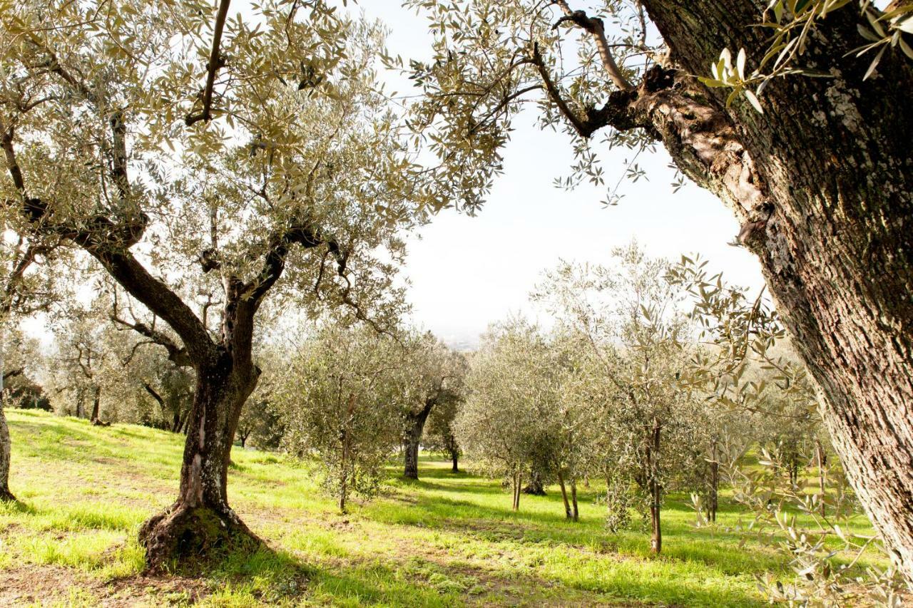 Agriturismo Podere Rondinaio ลัมปอเรคคิโอ ภายนอก รูปภาพ